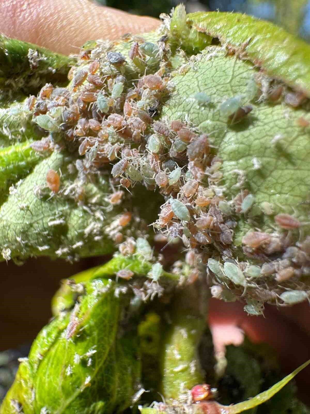 Bayburt’un Aydıntepe ilçesine bağlı Kale Mahallesi’ndeki meyve bahçelerinde, üreticilerin karşılaştığı