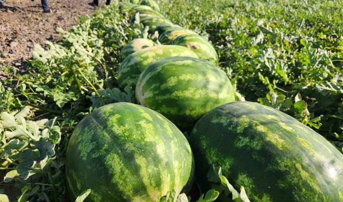 Çukurova’nın önemli tarım ürünlerinden olan karpuz, sezon başında kilosu 15