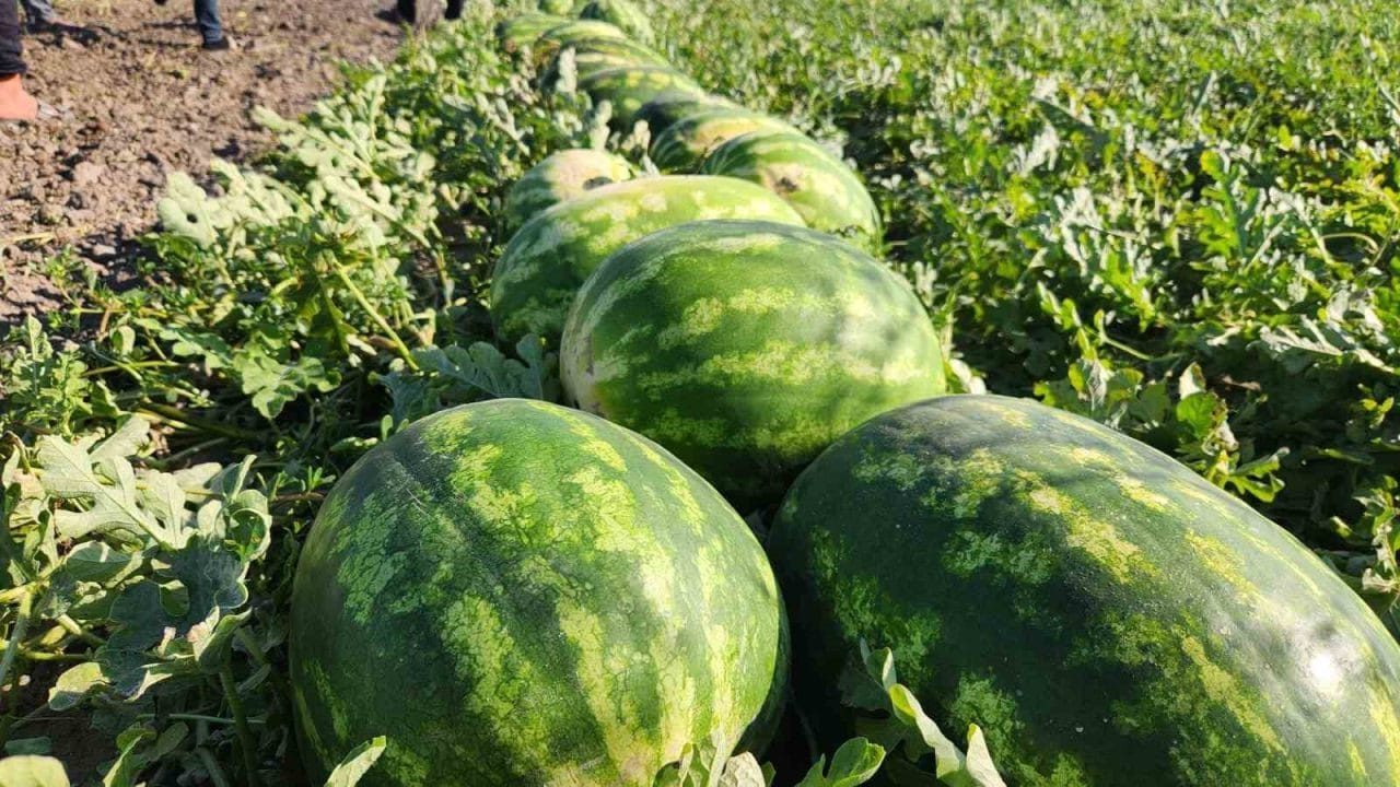 Çukurova’nın önemli tarım ürünlerinden olan karpuz, sezon başında kilosu 15