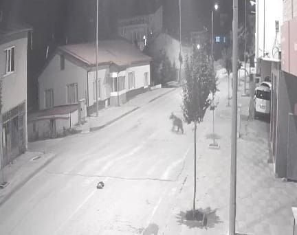Sivas’ta bir ilçeyi ayılar mesken tuttu. Cadde ve sokaklara kadar