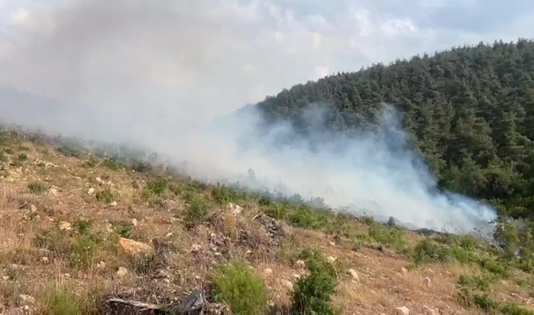 Bilecik’te 15 gün içerisinde aynı bölgede 2’nci defa çıkan orman