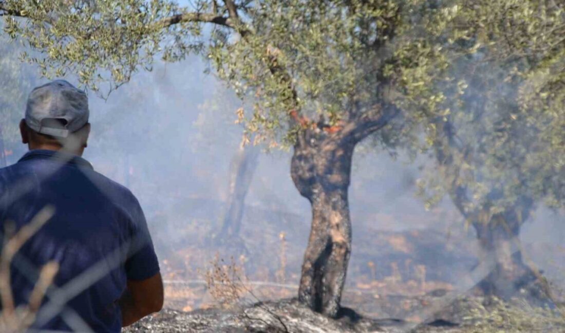 Balıkesir’in Ayvalık ilçesinde bir site yakınında bulunan zeytinlik alanda yangın