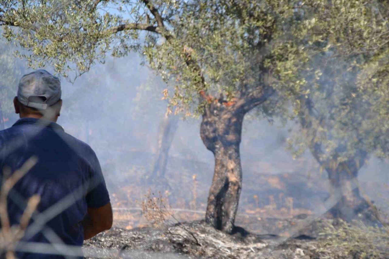 Balıkesir’in Ayvalık ilçesinde bir site yakınında bulunan zeytinlik alanda yangın