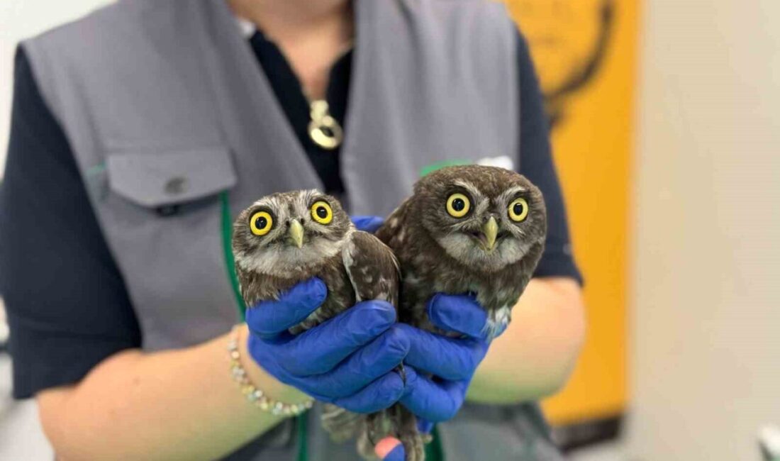 Kandıra’da bir evin bacasında mahsur kalan iki baykuş, itfaiye ekipleri