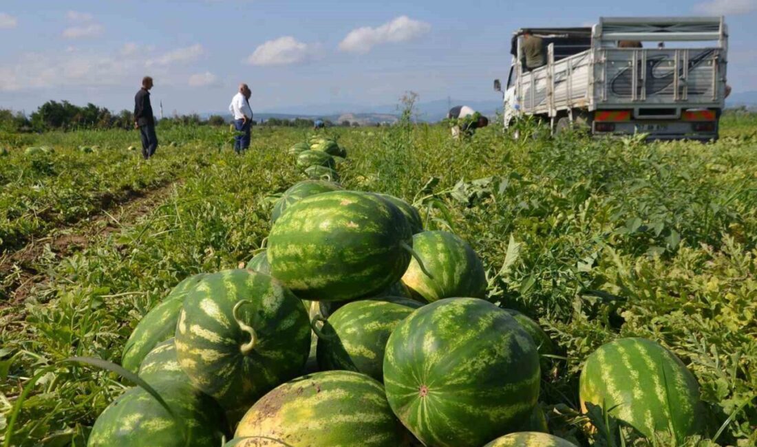 Samsun’un Bafra Ovası’nda yeni sezonun karpuz hasadı başladı. Bu yıl