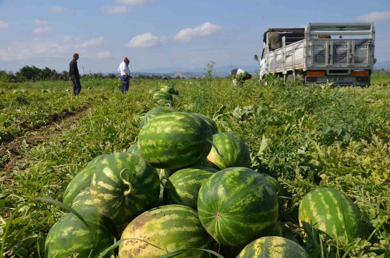Samsun’un Bafra Ovası’nda yeni sezonun karpuz hasadı başladı. Bu yıl
