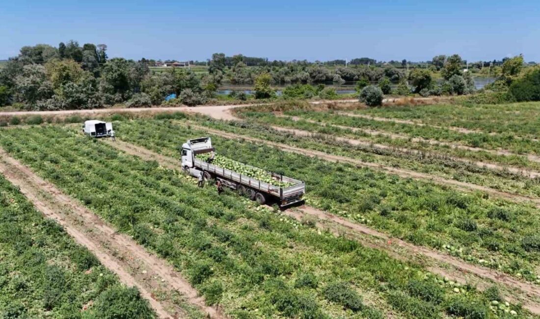 Samsun’un Bafra Ovası’nda 15 bin dekarlık alanda kavun ve karpuz