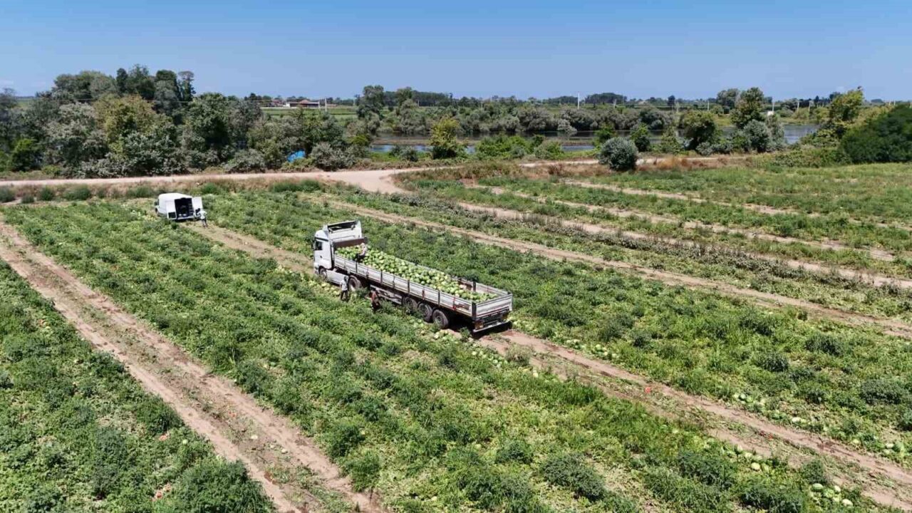Samsun’un Bafra Ovası’nda 15 bin dekarlık alanda kavun ve karpuz