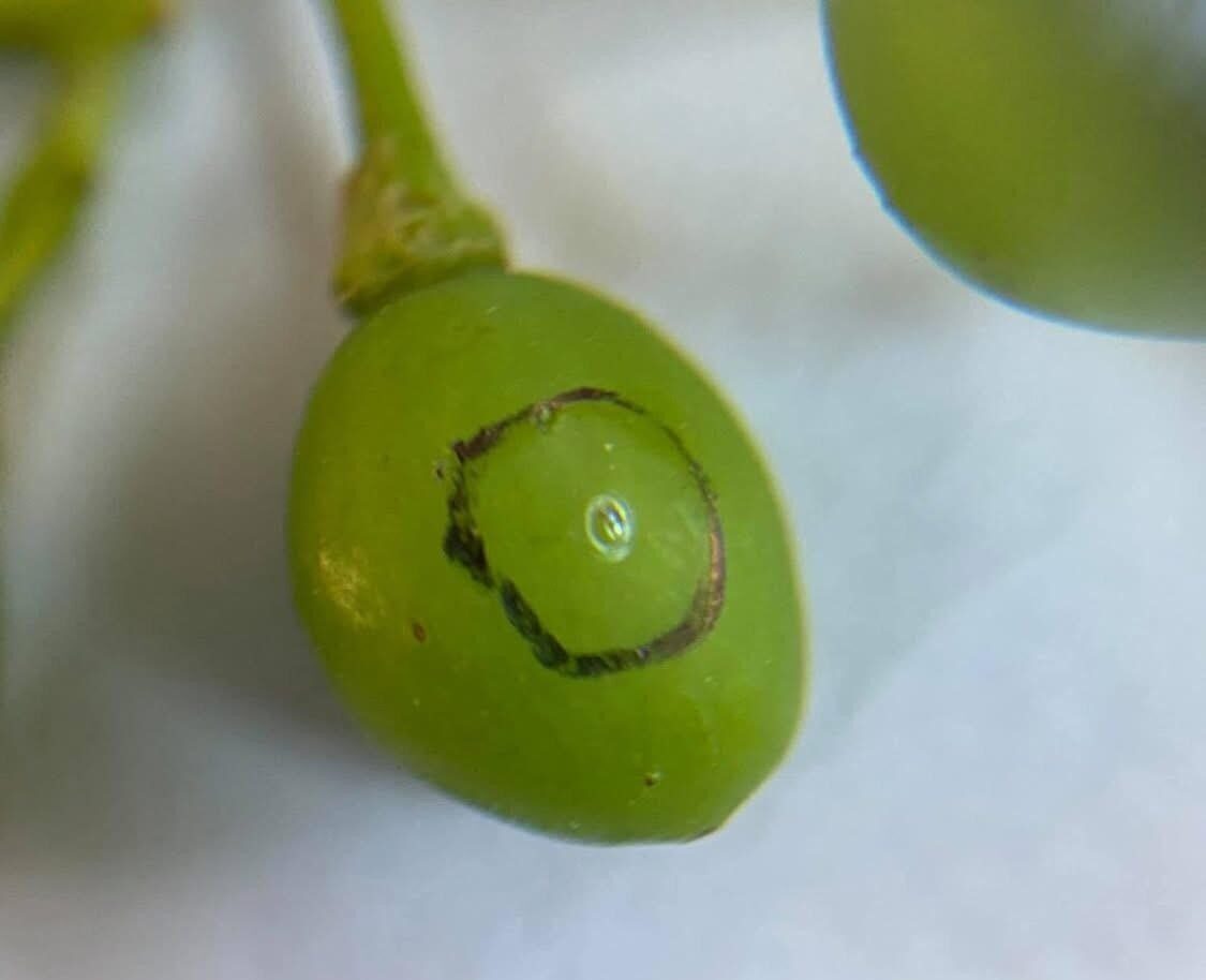 Manisa’nın Sarıgöl ilçesinde İlçe Tarım ve Orman Müdürlüğü ekiplerince ova