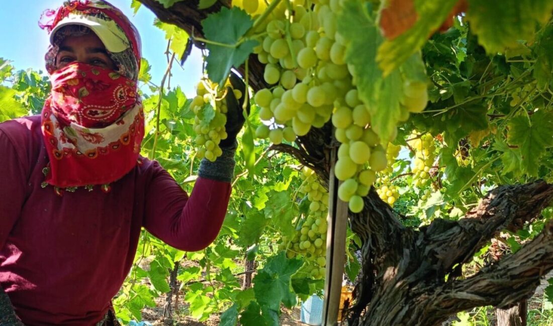 Manisa’nın Sarıgöl ilçesinde erkenci üzüm sezonunun açılmasıyla birlikte bağlarda hareketlilik