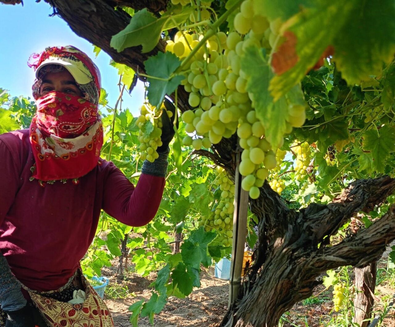 Manisa’nın Sarıgöl ilçesinde erkenci üzüm sezonunun açılmasıyla birlikte bağlarda hareketlilik