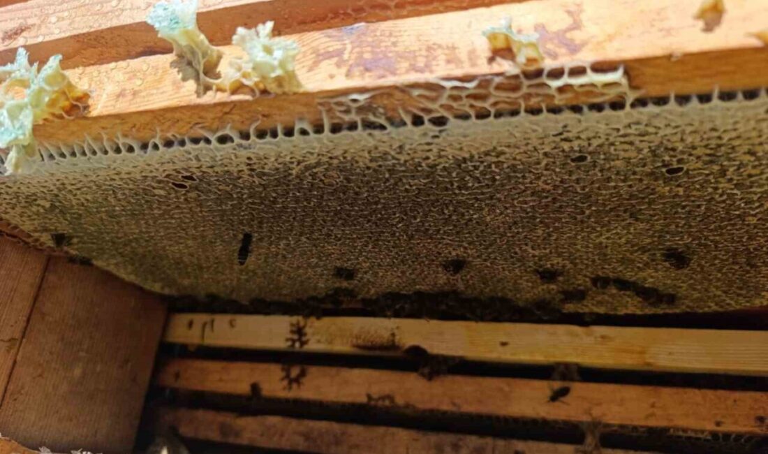 Denizli’de bu yıl kekik üretimindeki verimin yüksek olması kekik balı