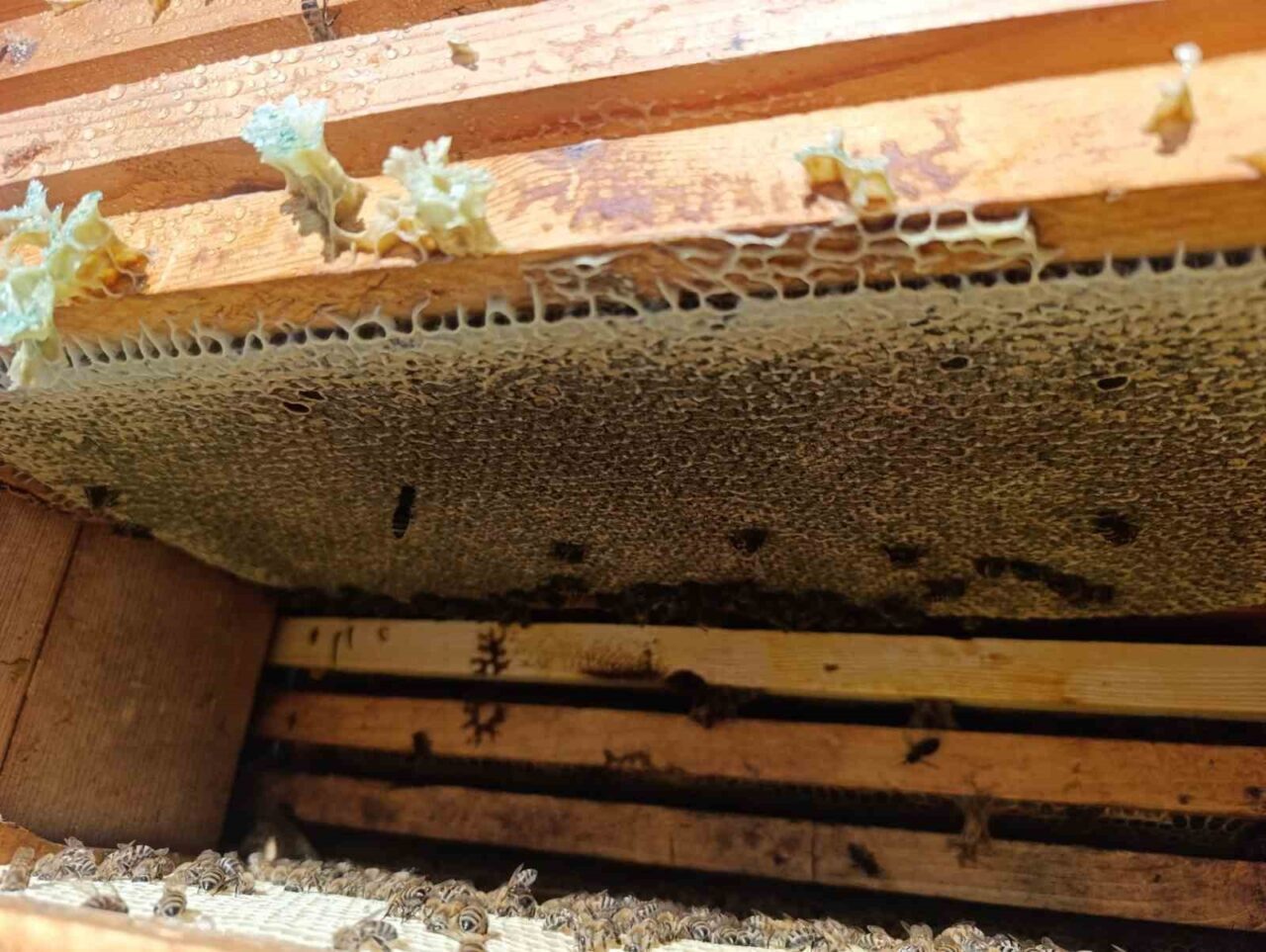 Denizli’de bu yıl kekik üretimindeki verimin yüksek olması kekik balı