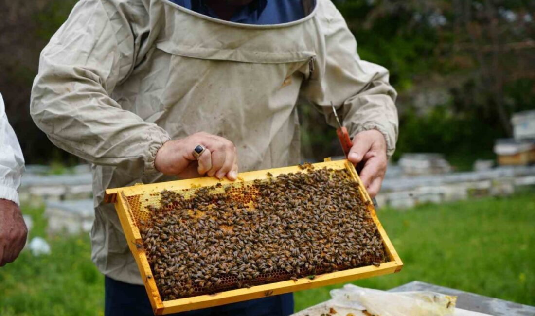Erzincan’da ilkbahar soğukları çiçekleri vurdu, arılar aç kaldı. Bal verimi