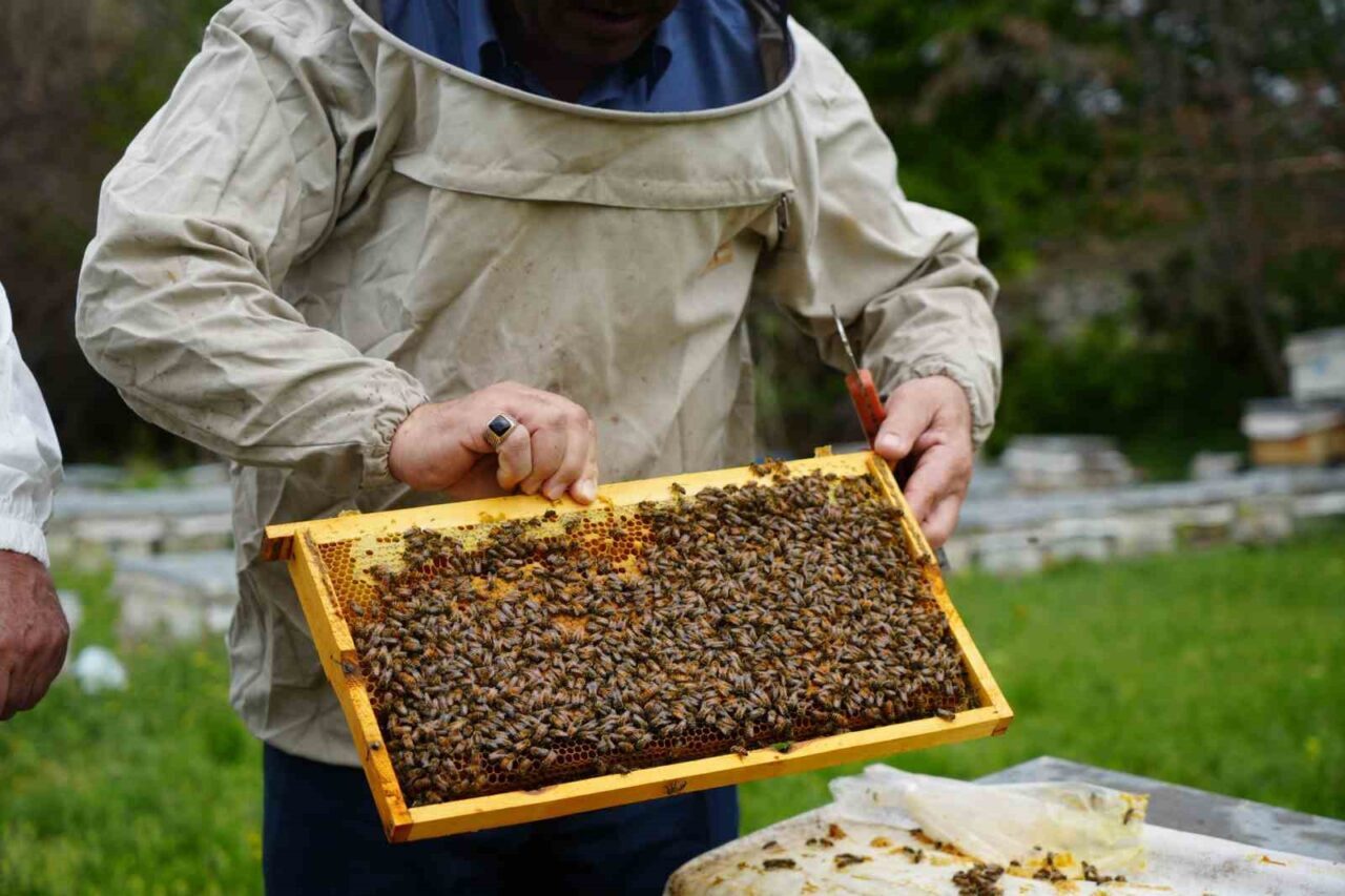 Erzincan’da ilkbahar soğukları çiçekleri vurdu, arılar aç kaldı. Bal verimi