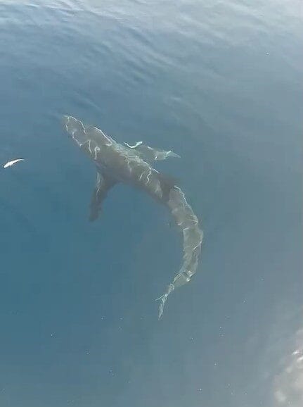 Edirne’deki Saros Körfezi sahiline kıyısı bulunan Erikli köyü sahili açıklarında