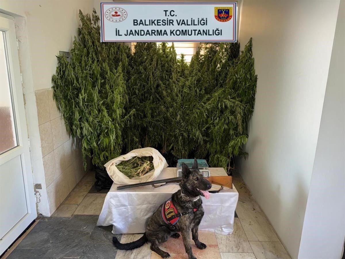 Balıkesir’de jandarmanın 9 ilçede düzenlediği uyuşturucu operasyonlarında 15 şüpheli gözaltına