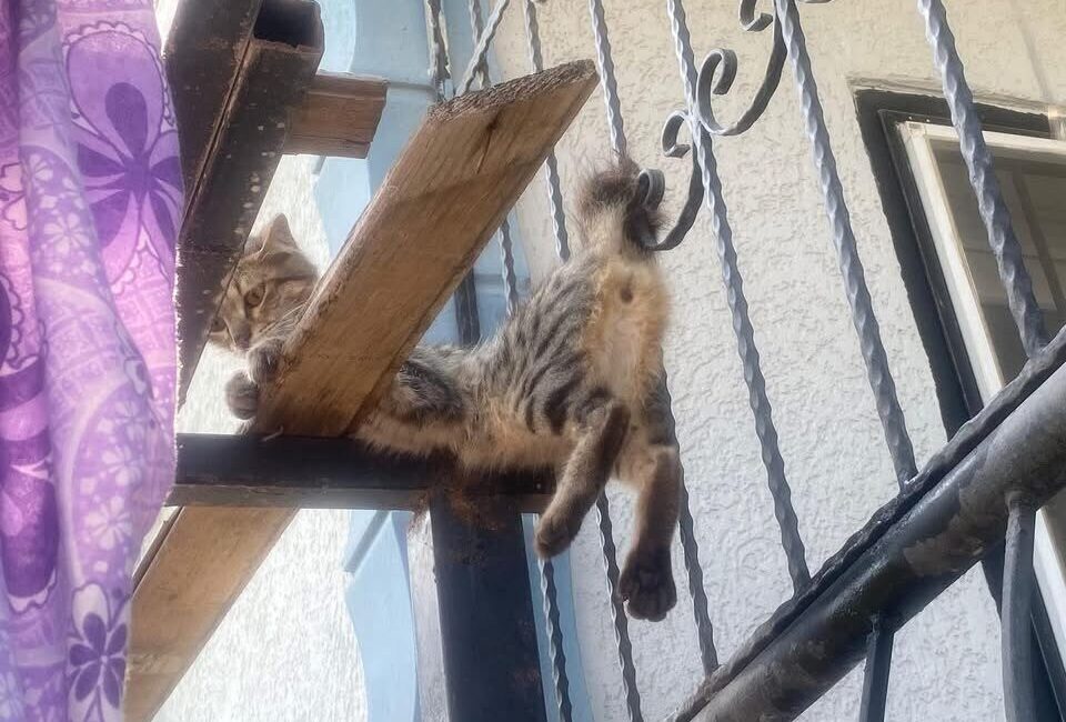 Hatay’ın Antakya ilçesinde balkonun demir korkuluklarına sıkışan kedi, itfaiye ekiplerinin