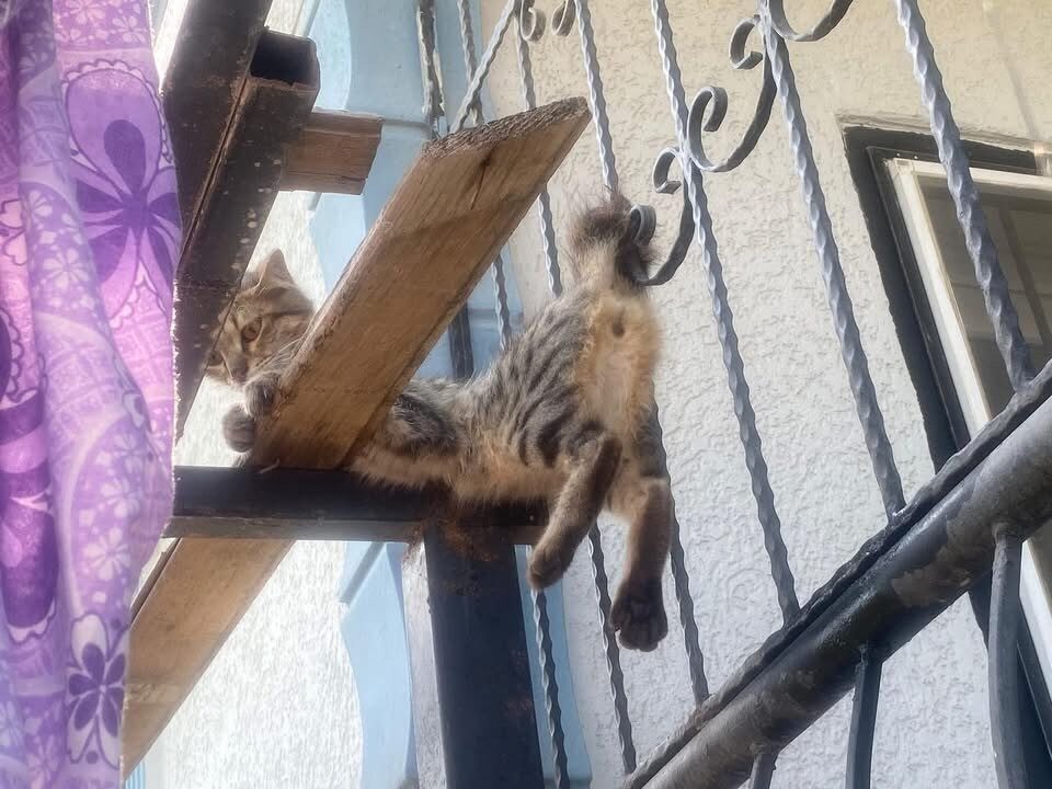 Hatay’ın Antakya ilçesinde balkonun demir korkuluklarına sıkışan kedi, itfaiye ekiplerinin