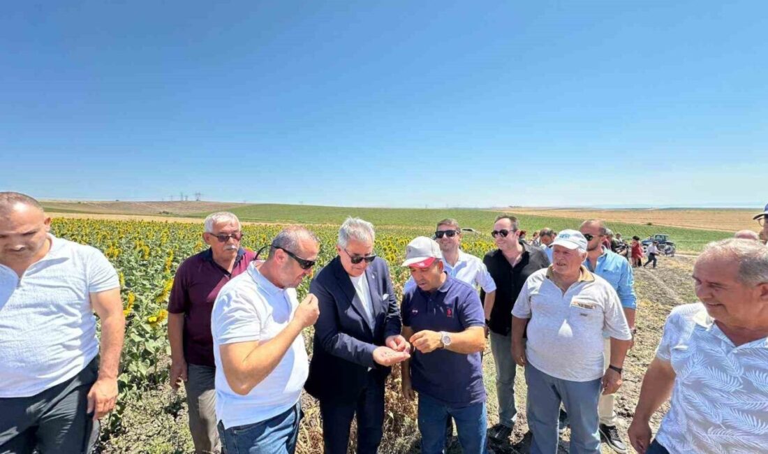 Bandırma Belediyesi’ne ait tarlada düzenlenen nohut hasadı etkinliğinde ekilen nohutlar