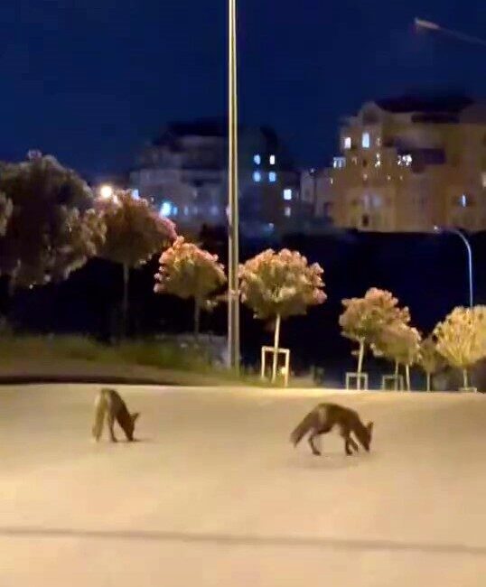 İstanbul’un Başakşehir ilçesinde gece saatlerinde tilki sürüsü ilçe merkezine indi.