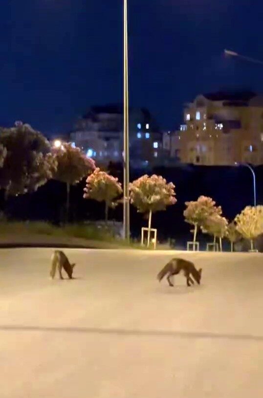 İstanbul’un Başakşehir ilçesinde gece saatlerinde tilki sürüsü ilçe merkezine indi.