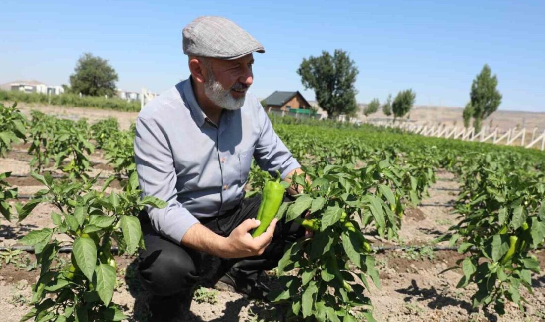 Kocasinan Belediye Başkanı Ahmet Çolakbayrakdar; Tarımsal Hizmetler Müdürlüğü tarafından yürütülen