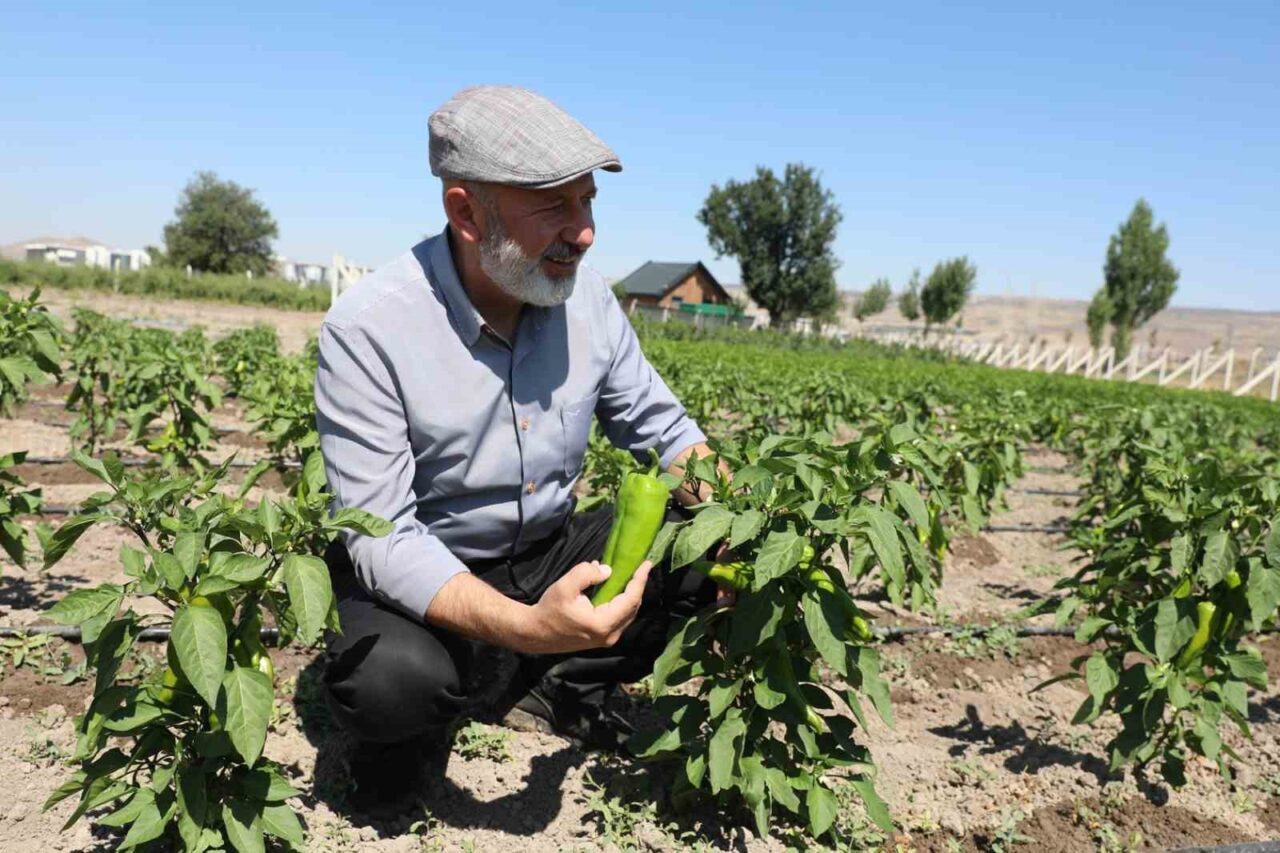 Kocasinan Belediye Başkanı Ahmet Çolakbayrakdar; Tarımsal Hizmetler Müdürlüğü tarafından yürütülen