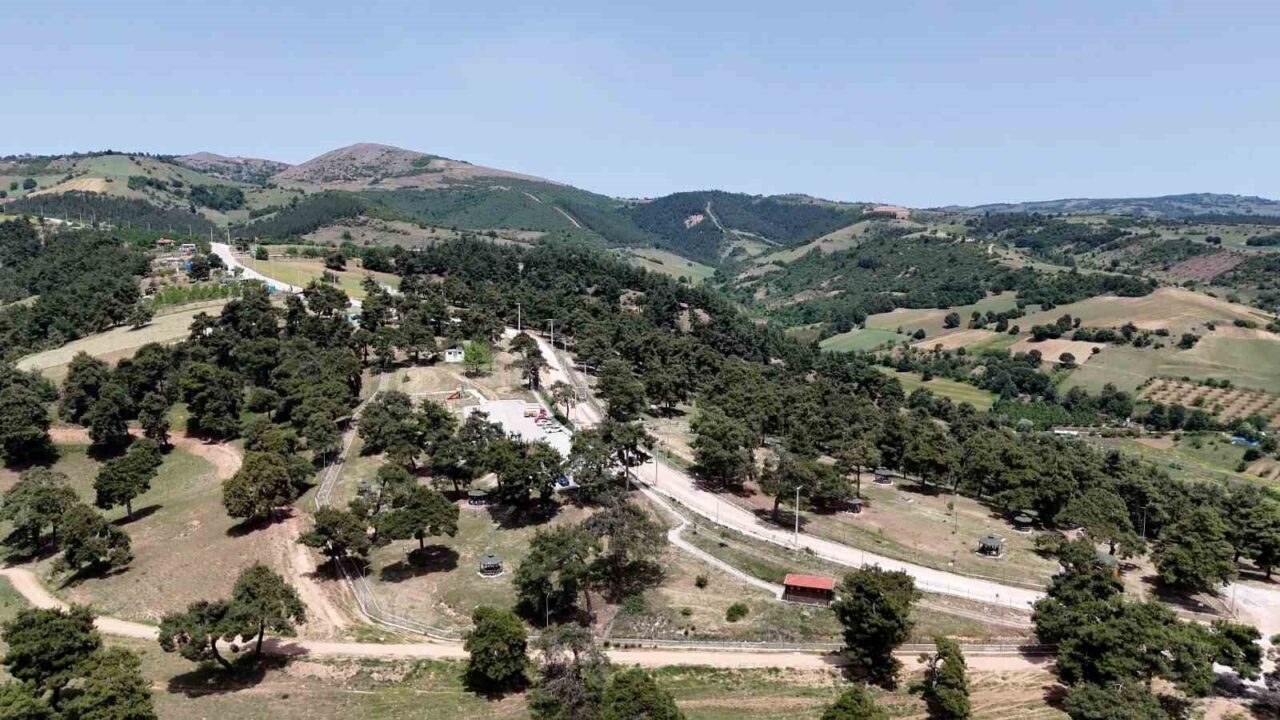 Kozdere Çamlığı, Yenişehir Belediyesi ekipleri tarafından başta kene olmak üzere