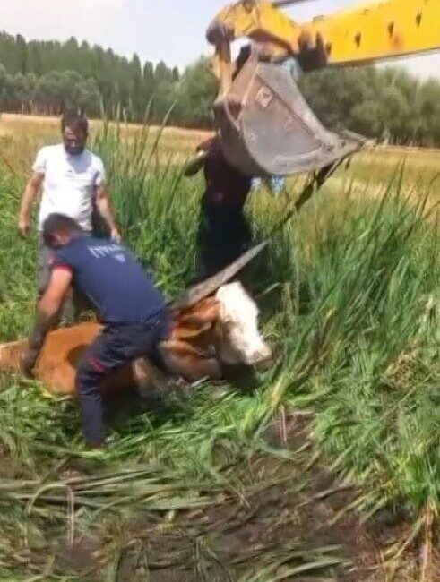 Muş’ta bataklığa saplanan iki büyükbaş hayvan, itfaiye ekiplerinin titiz çalışmasıyla