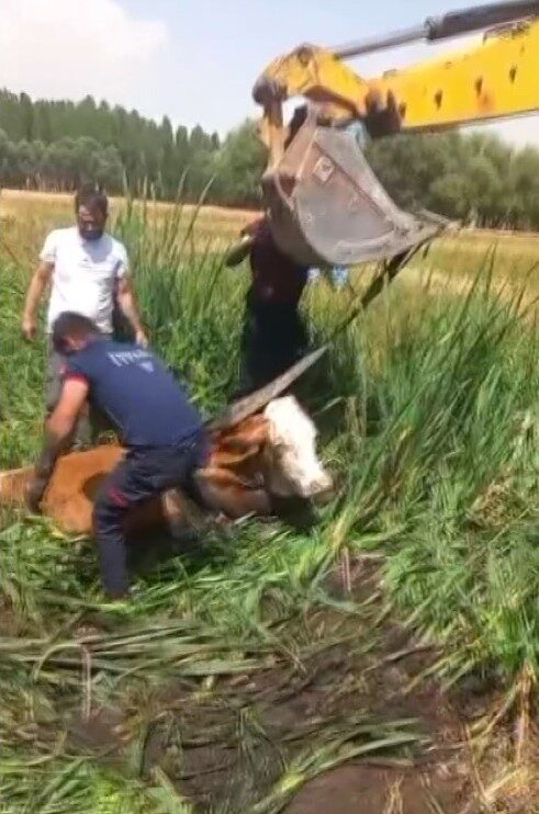 Muş’ta bataklığa saplanan iki büyükbaş hayvan, itfaiye ekiplerinin titiz çalışmasıyla