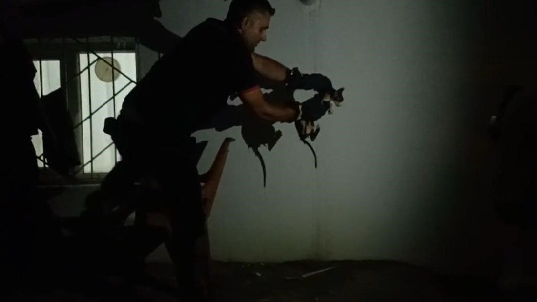 Batman’ın Fatih Mahallesi’nde lavabo borusuna sıkışan bir kedi, itfaiye ekiplerinin