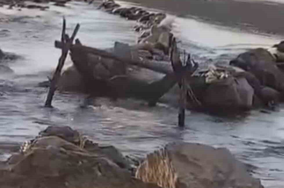 Batman’ın Kozluk ilçesinde nesli tehdit altında olan su samuru, balık