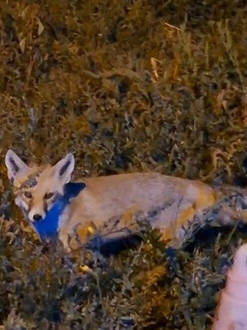 Bayburt’ta yiyecek arayan bir tilkinin karnını doyurmak isteyen Ahmet Güler