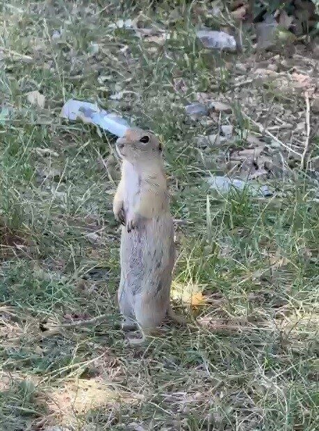 Bayburt’un Demirözü ilçesinde daha önce bisküvi yerken kameralara yansıyan Anadolu
