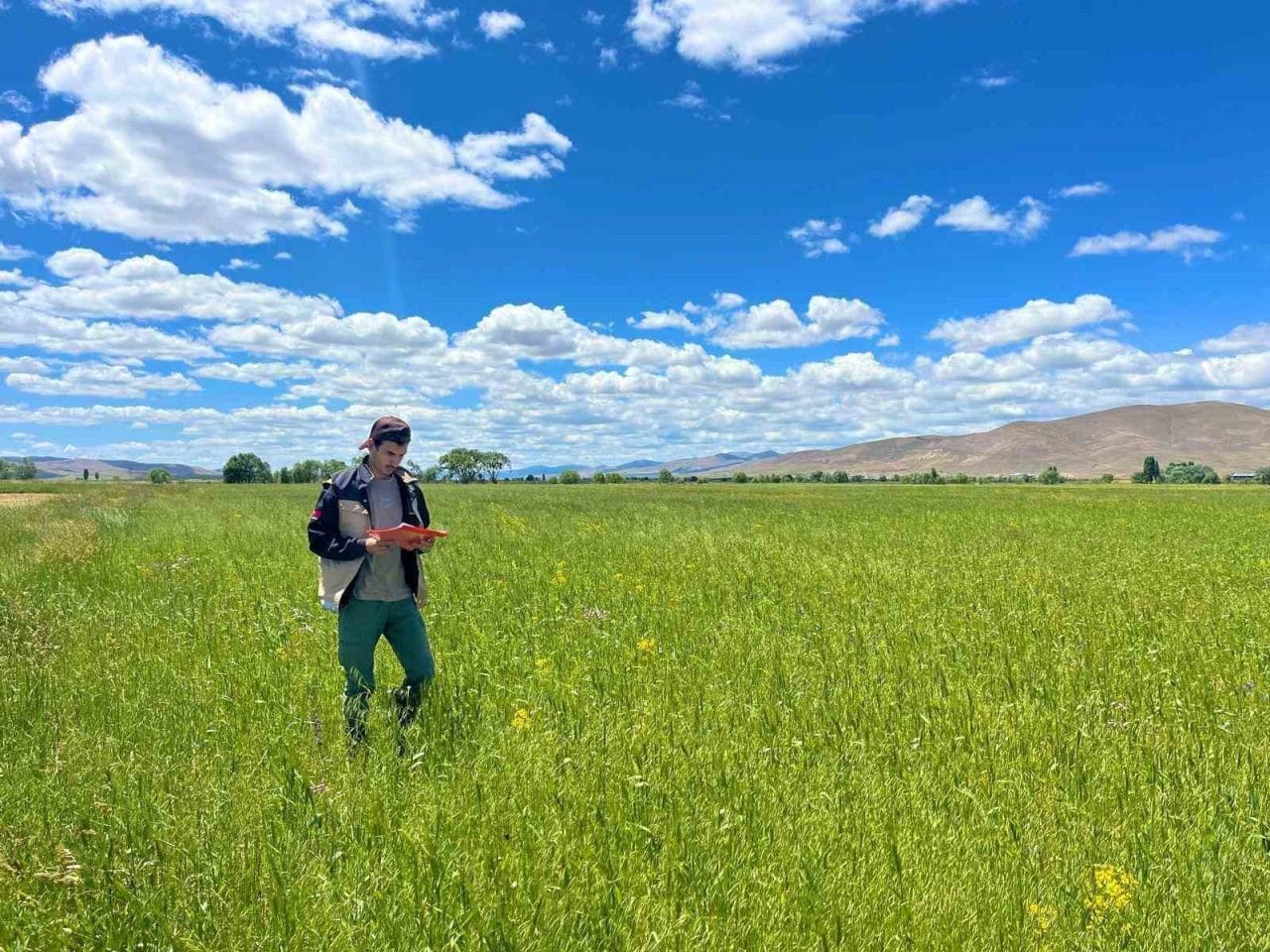 Yem bitkileri ekim alanlarının tespit edilmesi amacıyla Bayburt İl Tarım