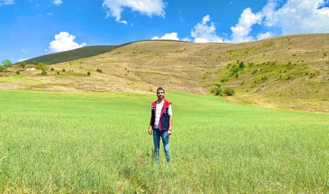 Bayburt İl Tarım ve Orman Müdürlüğü tarafından yürütülen yem bitkileriyle