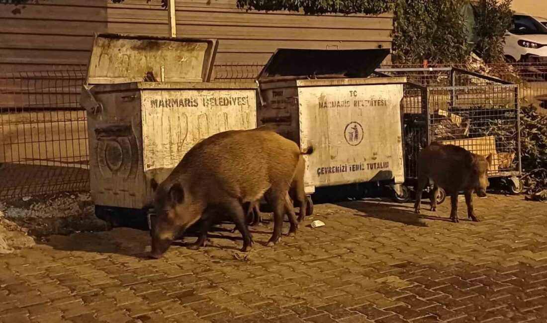 Muğla’nın Marmaris ilçesinde domuz sorunu giderek büyürken, Marmaris Belediyesi ekiplerinin