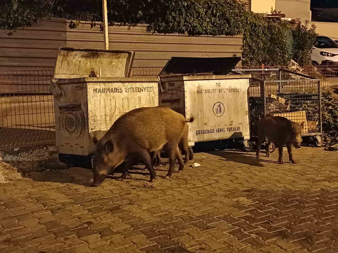 Muğla’nın Marmaris ilçesinde domuz sorunu giderek büyürken, Marmaris Belediyesi ekiplerinin