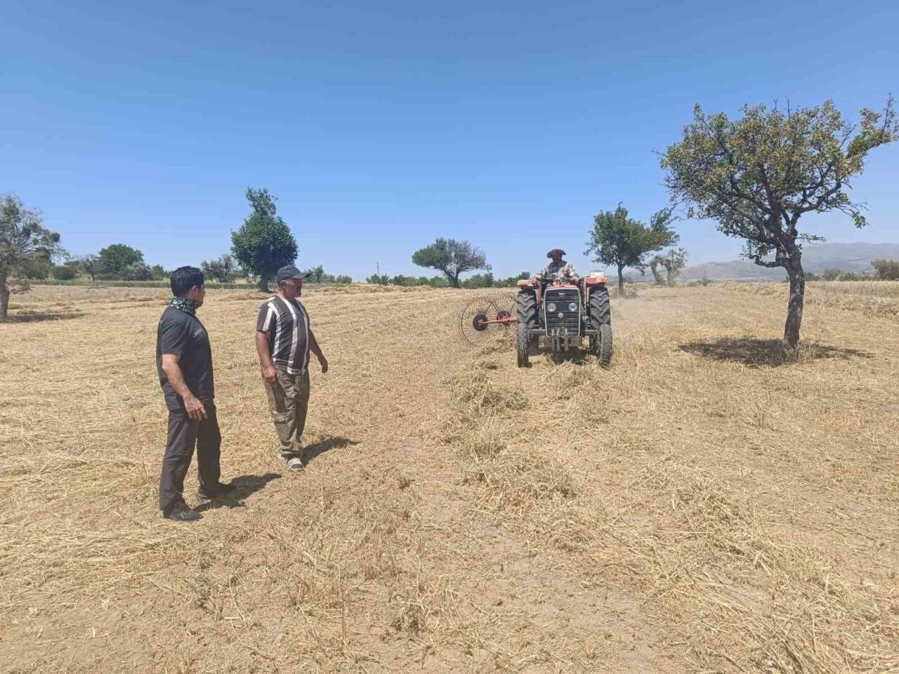 Konya’nın Beyşehir ilçesinde arazilerde hibe desteğiyle ekimi yapılan yem bitkilerinde