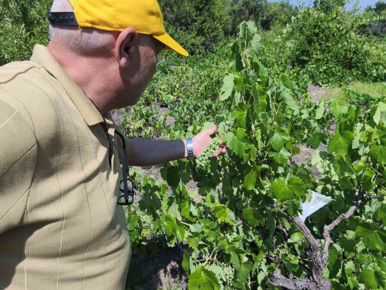 Konya’nın Beyşehir ilçesinde patates üretim alanlarında zararlı ve hastalık kontrolleri