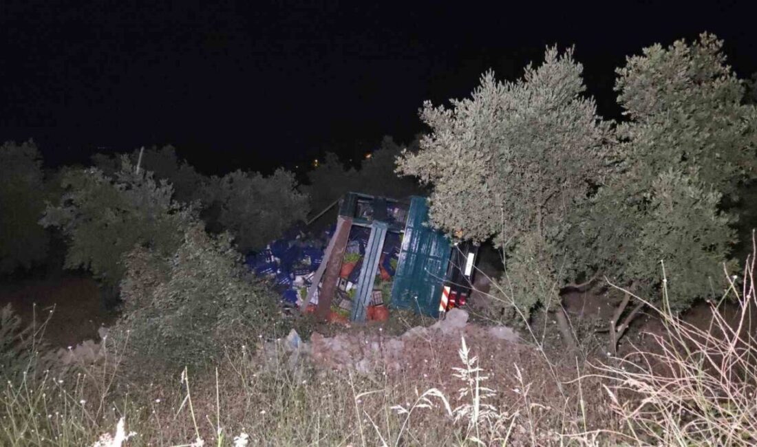 Bursa’nın Orhangazi ilçesinde biber yüklü kamyon, virajda kontrolden çıkarak zeytinliğe