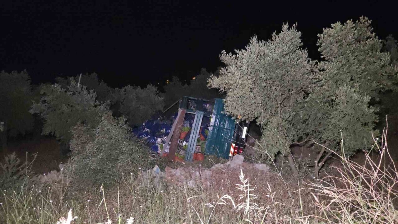 Bursa’nın Orhangazi ilçesinde biber yüklü kamyon, virajda kontrolden çıkarak zeytinliğe
