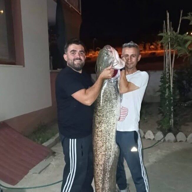 Bilecik’te, amatör balıkçıların oltasına yaklaşık 30 kilogram ağırlığında ve 1