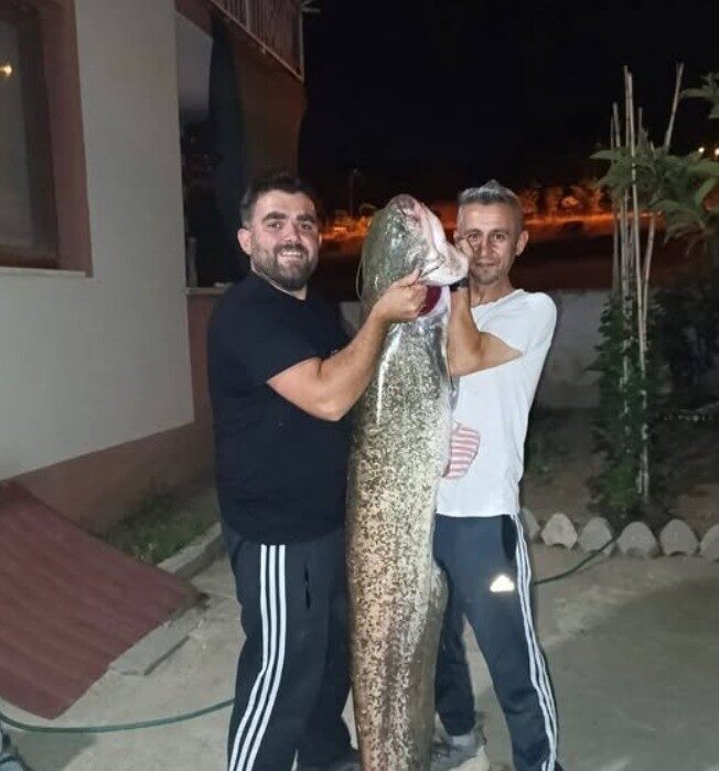 Bilecik’te, amatör balıkçıların oltasına yaklaşık 30 kilogram ağırlığında ve 1