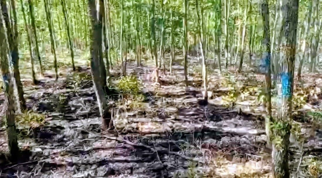 Bilecik’in Pazaryeri ilçesinde çıkan orman yangını ekiplerin müdahalesi sonucunda büyümeden