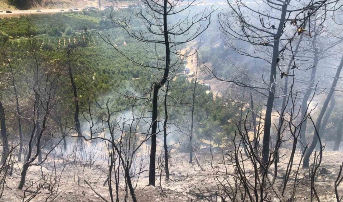 Bilecik’ in Osmaneli ile Bursa İznik ilçesi sınırında çıkan yangın