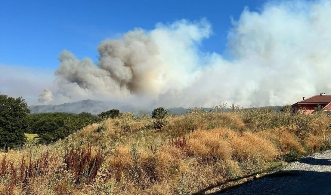 Bilecik’in Pazaryeri ilçesinde buğday tarlasında başlayan ve ormanlık alana sıçrayan