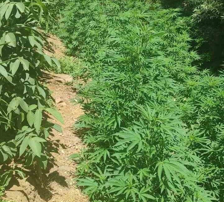 Bingöl merkez ve Genç ilçe kırsalında düzenlenen uyuşturucu operasyonlarında 17