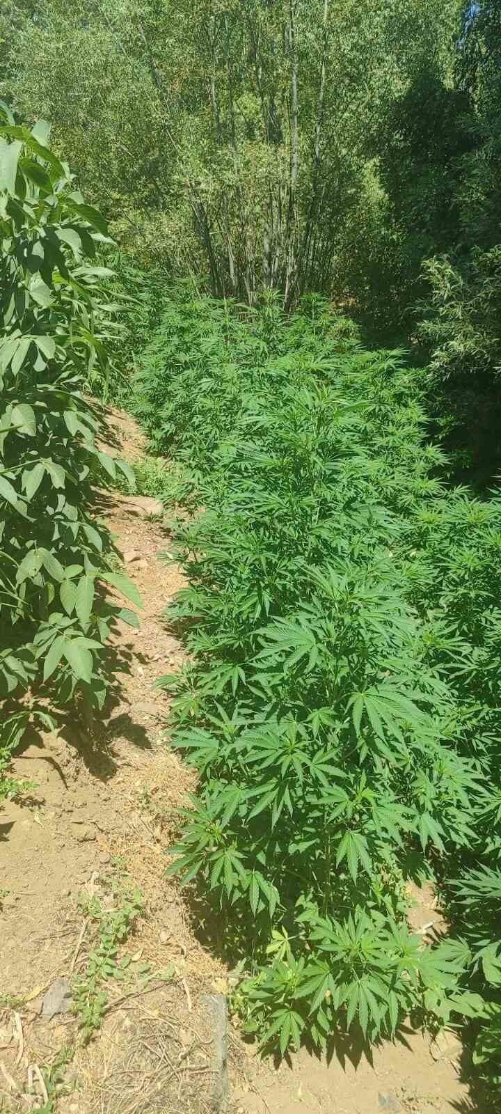 Bingöl merkez ve Genç ilçe kırsalında düzenlenen uyuşturucu operasyonlarında 17